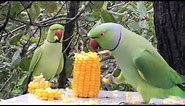 parrots eating corn🌽🌽🌽