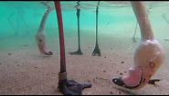 Underwater Flamingo Feeding