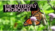 The Butterfly Proboscis