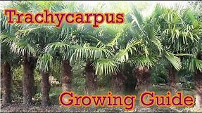 Trachycarpus - Hardy Palm Growing Guide - 'Chusan Palm'