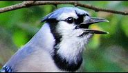 Exceptional Blue Jay Calls