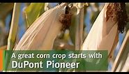 Pioneer® brand corn seed products are bred in Western Canada, for Western Canadian farmers