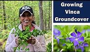 How to Transplant & Divide Vinca Minor Groundcover Periwinkle Perennial