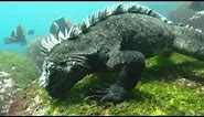 Swimming Marine Iguanas | Galapagos | BBC Earth