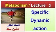 Physiology/Metabolism/lecture 3/Specific dynamic action of food/Lashin د.لاشين