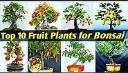 Top Bonsai Fruit Plants/Best Fruit Plant for Bonsai Making/Fruit Bonsai/Top Bonsai plant/Bonsai Tree