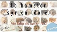 Le hamster syrien [Série présentation des espèces]