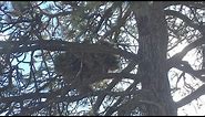 Porcupines Nest in Trees