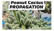 Grow babies grow 🌵🌵🌵 " Let's Propagate Peanut Cactus using pups " 🌵😍🥰 #bikolanahardinera #cactuspropagation #cactus #plantsmakepeoplehappy #succulentsofinstagram #cactusysuculentas #plantita #penutcactus #propagation #cacti | Bikolanahardinera