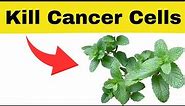 8 Herbs That Kill Cancer Cells