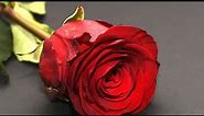 Beautiful Red Roses HD wallpaper