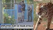 Man Mauled By Tiger At Popular Florida Attraction