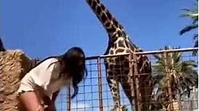 Funny kid pulled up by giraffe - Funny Giraffe - Cool Boy feeding giraffe