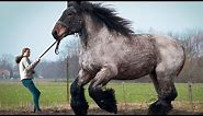 12 LARGEST Horse Breeds In The World