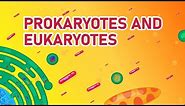 Prokaryotic vs Eukaryotic Cells | Differences Animated