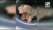 Rico the Worlds Cutest Porcupine Drinks - Cincinnati Zoo