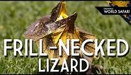 Frill-Necked Lizard's Wild Running Style