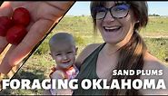 FORAGING OKLAHOMA | SAND PLUMS