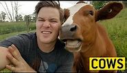 COWS acting like PUPPIES 🐄🐶🐮 || JukinVideo