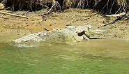 Massive crocodile spotted devouring smaller crocodile