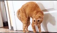 Funny Scaredy Cats Compilation! - (READ DESCRIPTION) 👇🔥