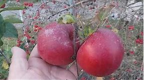Легендарные яблоки! Сорт зимний Айдаред (apple Idared).Обзор в конце октября. Дозаривание