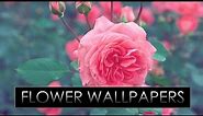 HD Flower Wallpapers Pack #3 !! Download Now !!