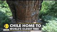 Scientists: One of the oldest living trees in Chile | WION Climate Tracker | WION