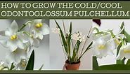 How to grow Odontoglossum pulchellum: a cold/cool growing beauty with fabulous flowers & fragrance!