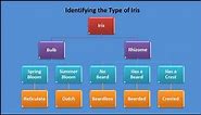 Iris Identification - Which Type of Iris Do I Have?
