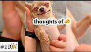 Funny Videos with ❤️Chihuahua🐶 | Cute Dogs Compilation | 10 minutes of laugh