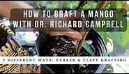 How to Graft a Mango Tree w/ Dr. Richard Campbell