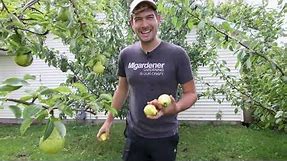 Tasting and Comparing All The Pear Varieties I'm Growing