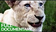 White Lions - An Epic Battle for Survival | Free Documentary Nature