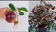How to grow Star apple tree from Star apple fruit to produce large fruits