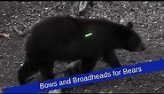 Understanding broadheads and bows for bears