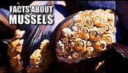 Marine Mussel Facts: the "True" Mussels 🦪 Animal Fact Files