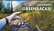 I Caught REAL Greenback Cutthroat Trout in This Colorado Creek! (Tenkara Fly Fishing)