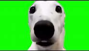 Shivering Dog Meme Green Screen