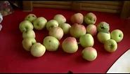 What to Do with Very Small Apples - Make Easy no-peel Applesauce!