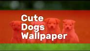 Cute Dogs Wallpaper