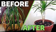 Houseplant Care: Bring Your Houseplant Back to Life!