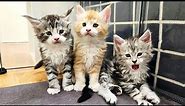 5 Weeks Old Maine Coon Kittens - Playful and Adorable!