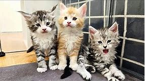 5 Weeks Old Maine Coon Kittens - Playful and Adorable!