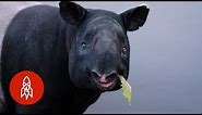 Half Horse, Half Rhino? The Malayan Tapir Fights For Its Future