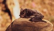 Oldest-known bat skeletons shed light on evolution of flying mammals - The Weather Network