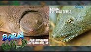 Born to be Wild: Chinese softshell turtle vs. Cantor's giant softshell turtle