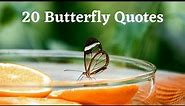 20 Butterfly Quotes - Butterfly Quotes | Inspirational Quotes about Butterflies