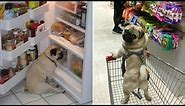 Only Pug can make us HAPPY and LAUGH - Funny and Cute Pug Puppy Videos Compilation