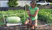 How to grow giant watermelons 2016